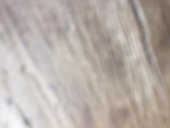 5019277272, transgender escort, Little Rock